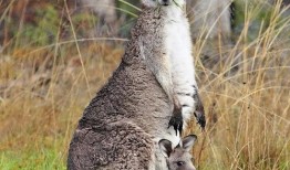 爆料袋鼠妈妈视频大全播放,温馨瞬间，育儿知识一网打尽