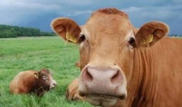 黄牛爆料是什么意思啊视频,视频背后的惊人真相