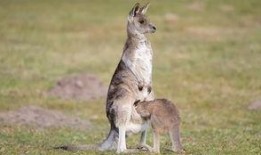 爆料袋鼠妈妈视频大全播放,温馨瞬间，育儿知识一网打尽