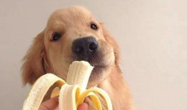 娱乐吃瓜酱小孩扇狗狗嘴巴子,娱乐吃瓜酱见证温馨一幕