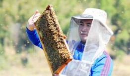 养蜂人在线观看,揭秘蜜蜂王国的生活奥秘