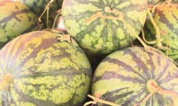 徐州网红吃瓜视频网站,揭秘网络红人的幕后故事