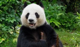 美国爆料熊猫乐乐视频下载,揭秘萌态可掬的国宝瞬间