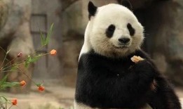 美国爆料熊猫乐乐视频下载,揭秘萌态可掬的国宝瞬间