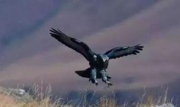 常州老鹰爆料事件最新,揭秘背后真相与争议漩涡