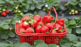 爆料种植草莓视频下载,从播种到收获的全程攻略