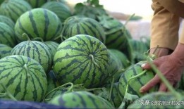 内蒙古拉拉圈网红吃瓜,揭秘草原网红背后的故事