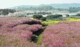 养蜂人在线观看,揭秘蜜蜂王国的生活奥秘