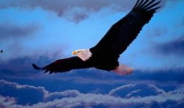 常州老鹰爆料事件最新,揭秘背后真相与争议漩涡